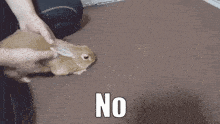 a person is petting a small brown rabbit with the word no written on the bottom