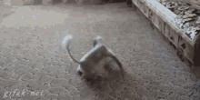 Cats Play GIF