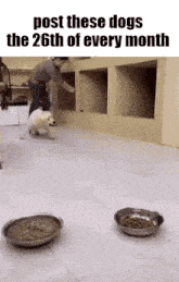 Essica Monthly GIF - Essica Monthly Dog GIFs