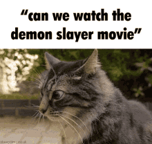demon slayer demon slayer movie cat strange cat