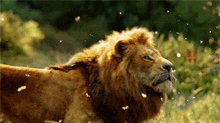 lion king2019