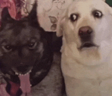 a black dog and a white dog are sitting next to each other looking at the camera .