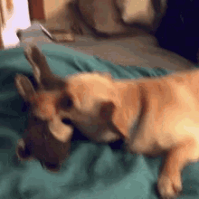 Dog Relax GIF - Dog Relax Cute GIFs