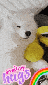 a picture of a white dog with a yellow stuffed animal and a sticker that says sending hugs