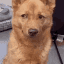hyejinsgenre dog meme dog meme face dog in disbelief h disgusted dog