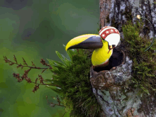 Toucan Bird GIF - Toucan Bird GIFs