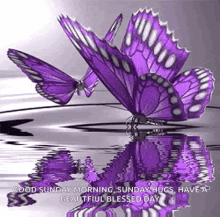 Butterfly Purple GIF - Butterfly Purple Water GIFs