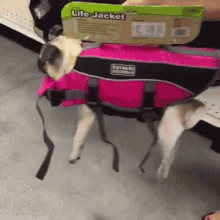 Dog Pug Jacket GIF - Dog Pug Jacket Cant Walk GIFs