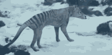 Thylacine Tasmanian Tiger GIF - Thylacine Tasmanian Tiger Tasmanian GIFs