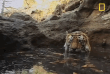 He Knows You'Re Coming! GIF - GIFs
