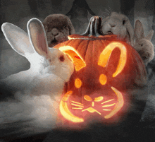 a group of rabbits are standing around a pumpkin that has a cat face carved into it