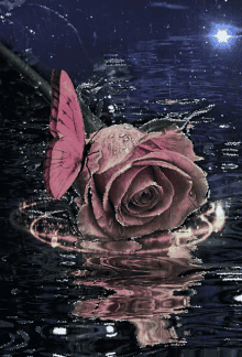 Flowers Rose GIF