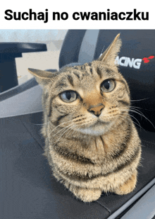 a cat sitting in front of a racing seat