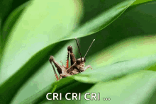 Grasshopper Insect GIF - Grasshopper Insect Bug GIFs