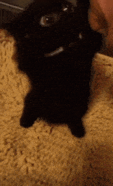 a black cat with a white collar is sitting on a yellow blanket .