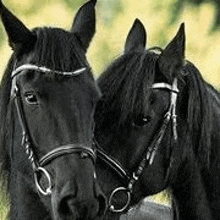 Konie Czarne GIF - Konie Czarne GIFs