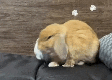 a small brown rabbit is sitting on a black couch looking at the camera .