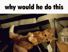 Cat Why Would He Do This GIF