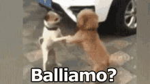 Ballare Balliamo Cani Ballando GIF - Dance Lets Dance Dogs Dancing GIFs
