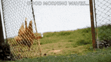 a chicken behind a chain link fence with the words good morning waves written on it