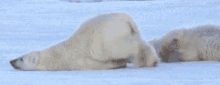 Polar Bear Lazy GIF