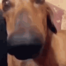 Dog Laugh GIF - Dog Laugh Dog Trying Not To Laugh GIFs
