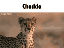 Chodda Cheetah GIF - Chodda Cheetah Chodder GIFs