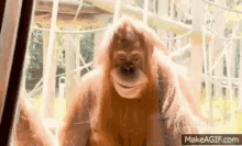 Orangutan Rokeitup GIF - Orangutan Rokeitup GIFs