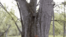 Dog Climbing Tree GIF