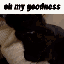 Oh My Goodness Omg Cat GIF - Oh My Goodness Omg Cat Black Cat GIFs