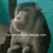 a monkey is sitting next to a tree in a zoo .
