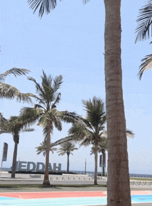a palm tree stands in front of a sign that says meddah