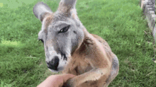 dababy kangaro urban rescue ranch