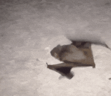 Bat Bat Walk GIF - Bat Bat Walk Bat Crawl GIFs