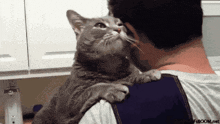 a man is holding a gray cat on his shoulder and the cat is looking up at the camera