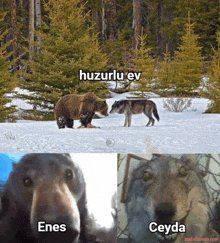 a bear and a wolf are standing in the snow with the words huzurlu ev written above them