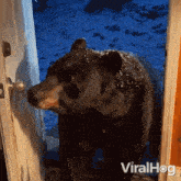 Closing The Door Bear GIF
