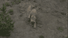 Wolf Pup Wolf Therian GIF - Wolf Pup Wolf Therian Wolf Pack GIFs