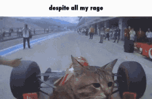 Rage Cat GIF - Rage Cat Despite All My Rage GIFs