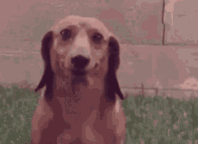 a close up of a dog 's face with a blurred background .