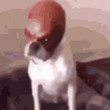 Daredevil Dog GIF - Daredevil Dog Daredevildog GIFs