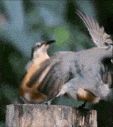 Bird Bird Dance GIF - Bird Bird Dance GIFs