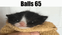 Balls Balls 65 GIF - Balls Balls 65 Cat GIFs