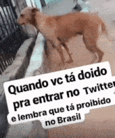 a dog is standing next to a sign that says quando vc ta doido pra entrar no twitter