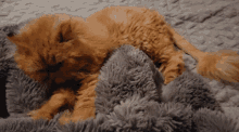 Cat Making Biscuits GIF