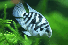 Mini Blue Parrot Fish GIF - Mini Blue Parrot Fish GIFs