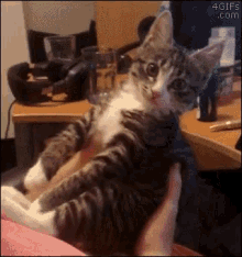 a person is holding a kitten in their arms and it looks like it is looking at the camera .