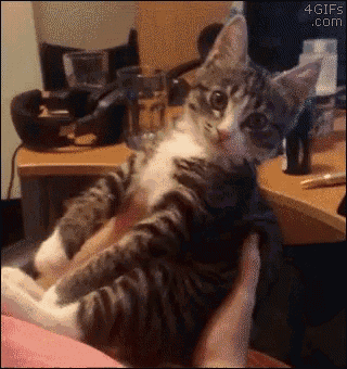 Cat No GIF - Cat No Embarassed - Discover & Share GIFs