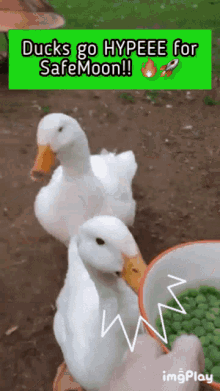 safemoon ducks duckies duckling duck face
