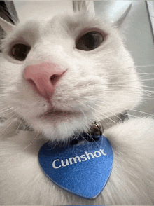 a close up of a white cat with a blue tag that says cumshot